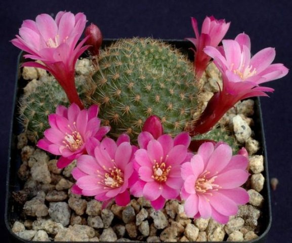Rebutia_perplexa